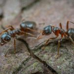 Ameisen-Königinnen klonen fremde Spezies