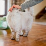 Katzen verändern unser Gehirn – Oxytocin macht Nähe spürbar