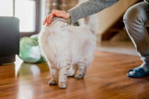 Katzen verändern unser Gehirn – Oxytocin macht Nähe spürbar