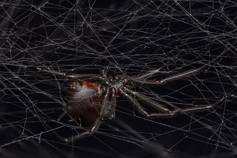 Schwarze Witwe verführt mit Käsefuß-Pheromon