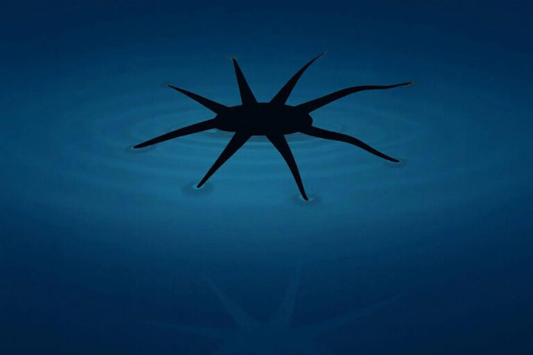 Kleine Roboter lernen von Insekten – und laufen über Wasser