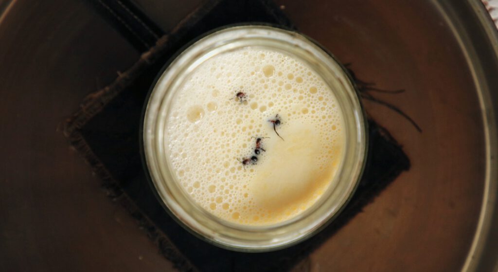 Ungewöhnliches Dessert: Ameisen fermentieren Milch zu Joghurt