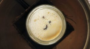 Ungewöhnliches Dessert: Ameisen fermentieren Milch zu Joghurt