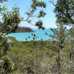 Australiens Regenwälder werden gerade zum CO2-Emittenten