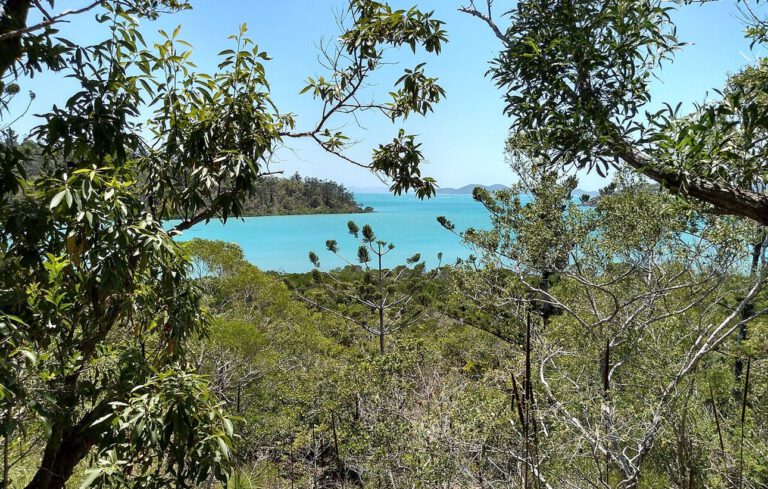 Australiens Regenwälder werden gerade zum CO2-Emittenten