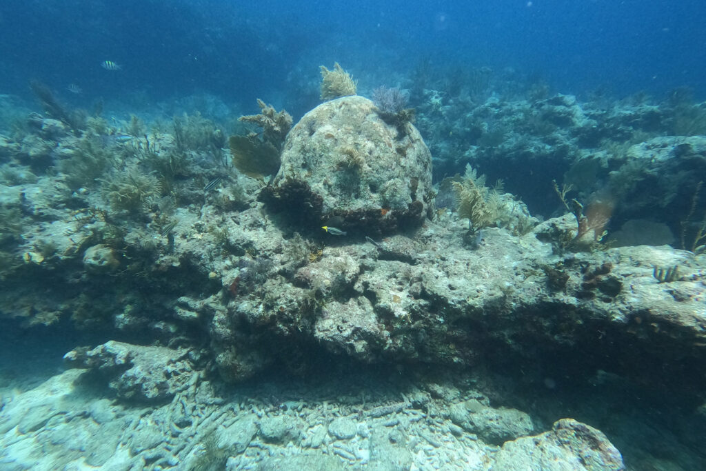 Dead_coral_Molasses_Reef_20230714