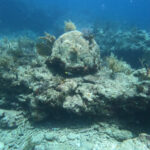 Dead_coral_Molasses_Reef_20230714