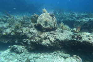 Dead_coral_Molasses_Reef_20230714