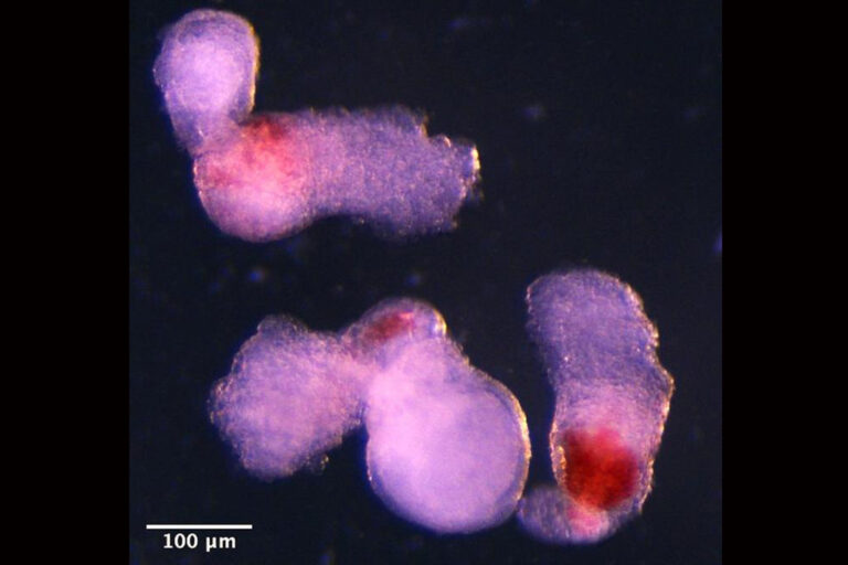 Künstlicher Embryo erzeugt erste Blutstammzellen im Labor