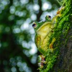 Artensterben stagniert – Forscher entdecken Trendwende
