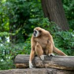 Schnelle Evolution beim Mensch – kein Affe hielt mit