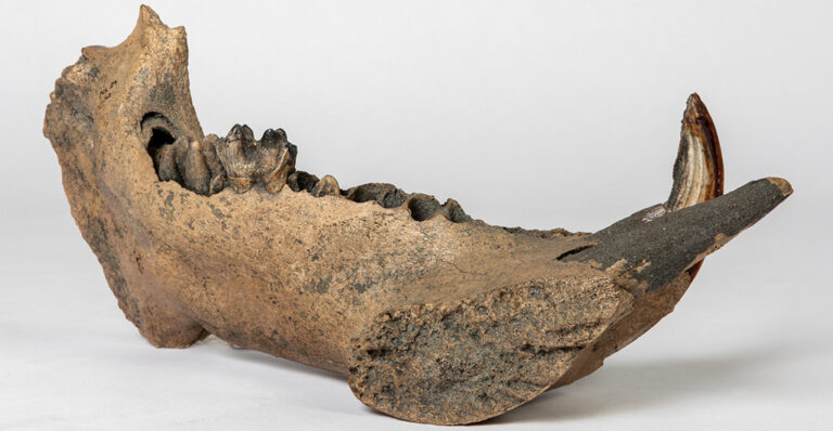 Flusspferde überlebten die Eiszeit – mitten in Deutschland