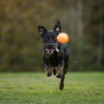 Hunde Spielsucht