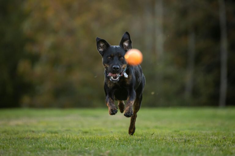 Hunde Spielsucht