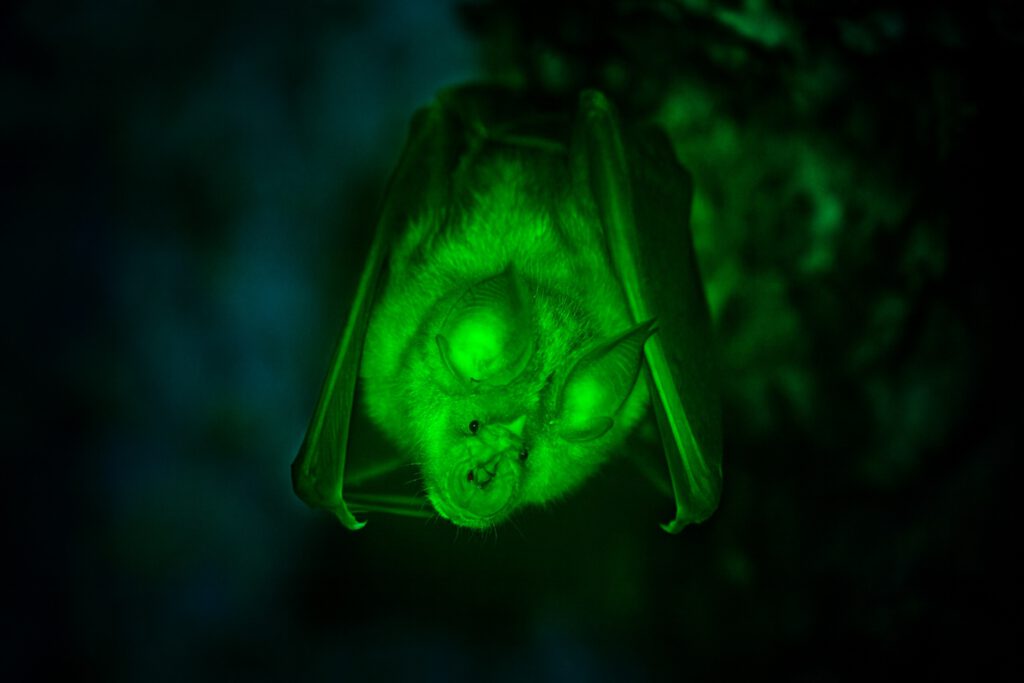 Warum Fledermäuse leuchten unter UV-Licht in geisterhaftem GrünFledermäuse unter UV-Licht grün leuchten, bleibt ein Mysterium. © Unsplash (Mit ChatGPT bearbeitet)