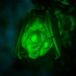 Warum Fledermäuse leuchten unter UV-Licht in geisterhaftem GrünFledermäuse unter UV-Licht grün leuchten, bleibt ein Mysterium. © Unsplash (Mit ChatGPT bearbeitet)