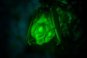 Warum Fledermäuse leuchten unter UV-Licht in geisterhaftem GrünFledermäuse unter UV-Licht grün leuchten, bleibt ein Mysterium. © Unsplash (Mit ChatGPT bearbeitet)