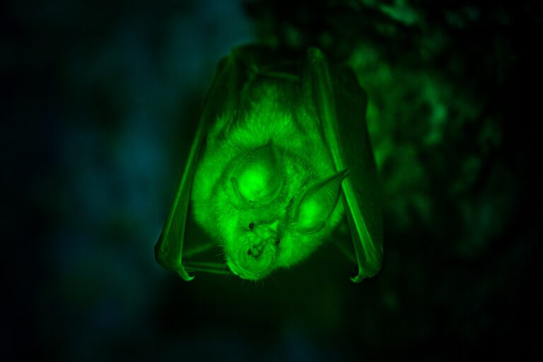 Warum Fledermäuse leuchten unter UV-Licht in geisterhaftem GrünFledermäuse unter UV-Licht grün leuchten, bleibt ein Mysterium. © Unsplash (Mit ChatGPT bearbeitet)
