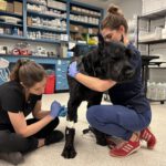 Hunde mit Krebs als Hoffnungsträger der modernen Onkologie