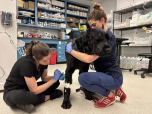 Hunde mit Krebs als Hoffnungsträger der modernen Onkologie