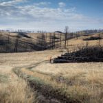 Holz zu vergraben könnte Milliarden Tonnen CO2 speichern