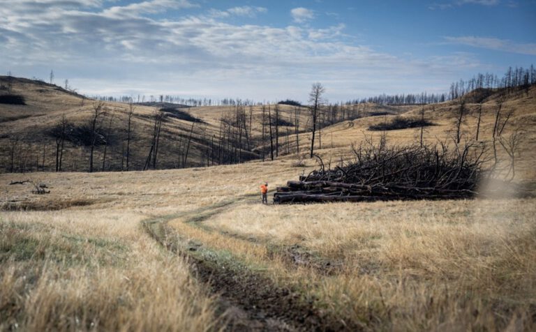 Holz zu vergraben könnte Milliarden Tonnen CO2 speichern