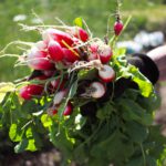 Radieschen nehmen winziges Plastik aus dem Boden auf: Forscher fanden Nanopartikel in Wurzelknolle und Blättern – trotz Schutzbarriere.