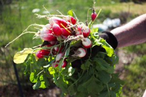 Radieschen nehmen winziges Plastik aus dem Boden auf: Forscher fanden Nanopartikel in Wurzelknolle und Blättern – trotz Schutzbarriere.