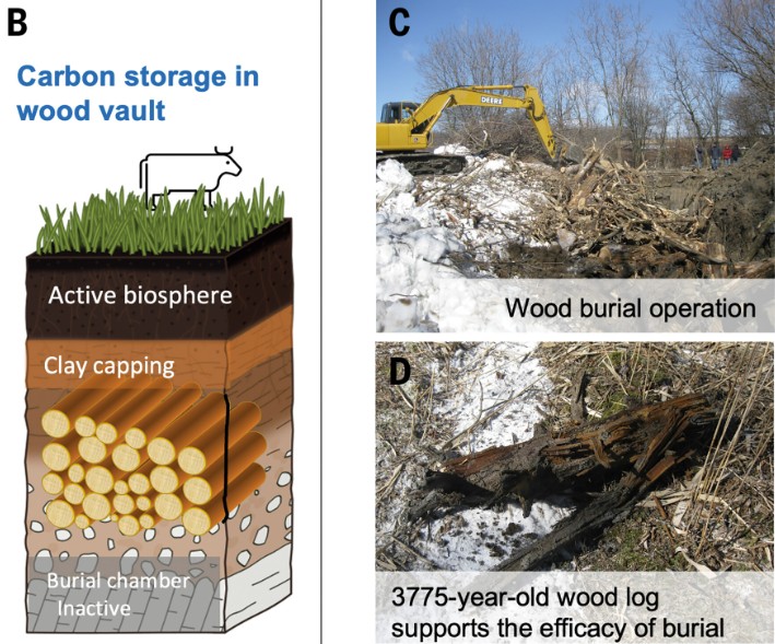 Beim Holzvergraben-Test nahe Montreal entdeckten Forscher einen 3775 Jahre alten, nahezu unversehrten Stamm – ein Beweis, dass tonhaltiger Boden Holz dauerhaft konserviert und theoretisch bis zu zehn Milliarden Tonnen CO2 pro Jahr binden könnte. © Science