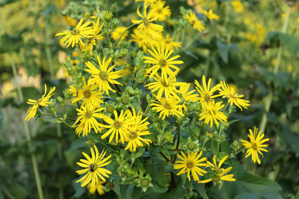 Die bis zu drei Meter hohe Durchwachsene Silphie (Silphium perfoliatum) stammt ursprünglich aus Nordamerika und wächst hierzulande als robuste, mehrjährige Pflanze auf Äckern. © Wikimedia