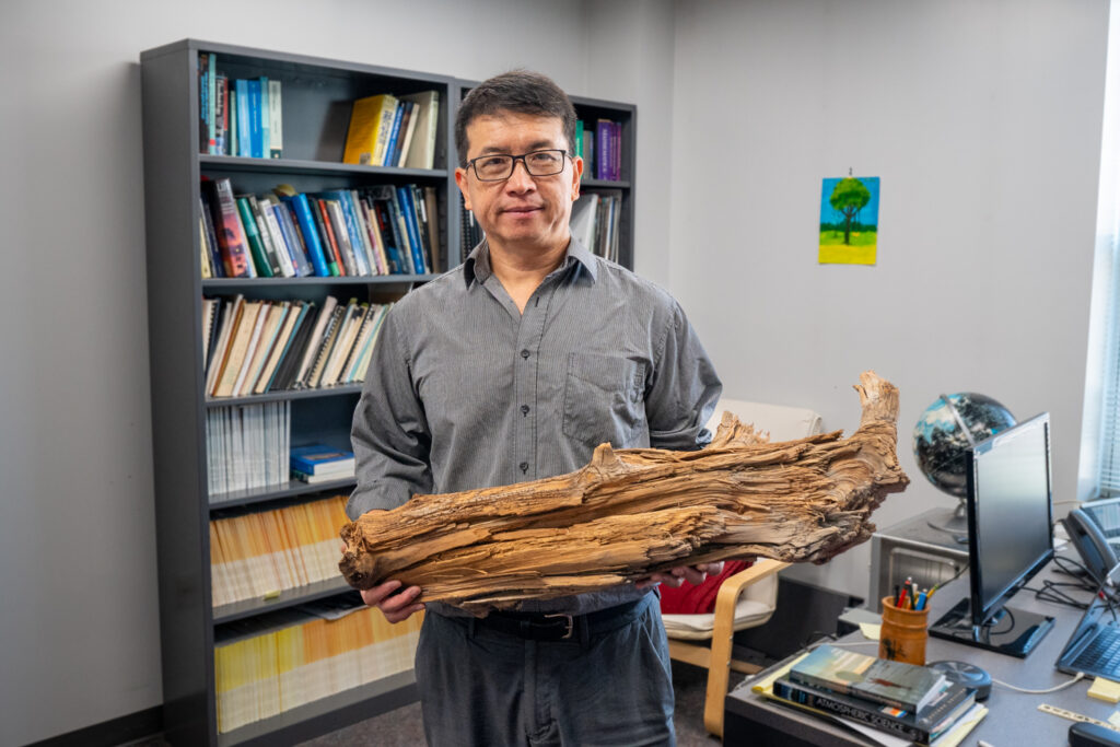 Bei einem Pilotprojekt zum „Wood Vaulting“ stießen Ning Zeng und sein Team in Quebec auf diesen 3775 Jahre alten, nahezu unversehrten Zedernstamm. © Mark Sherwood