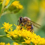 Wilde Honigbienen gefährdet: EU setzt sie auf die Rote Liste