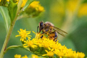 Wilde Honigbienen gefährdet: EU setzt sie auf die Rote Liste
