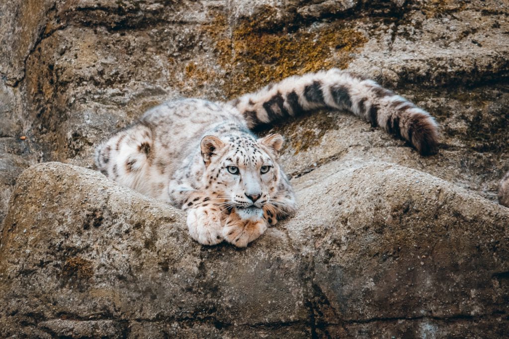 Weltweit gibt es schätzungsweise nur 4.500 bis 7.500 Schneeleoparden – und die sind sich ähnlicher, als es ihrer Population guttut. © Unsplash