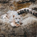 Weltweit gibt es schätzungsweise nur 4.500 bis 7.500 Schneeleoparden – und die sind sich ähnlicher, als es ihrer Population guttut. © Unsplash