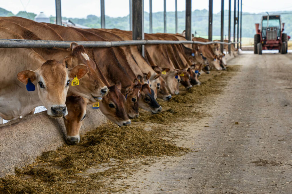 CO2-Hufabdruck: Ein Steak belastet das Klima wie ein Jahr Strom