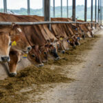 CO2-Hufabdruck: Ein Steak belastet das Klima wie ein Jahr Strom