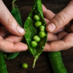 Erbsenprotein steuert die Sättigung – und das auf zwei Arten