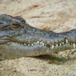 Australien: Eierschalen erzählen von baumkletternden Krokodilen