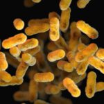 Bakterien zerstören Krebs auch bei schwachem Immunsystem