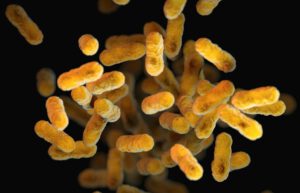 Bakterien zerstören Krebs auch bei schwachem Immunsystem