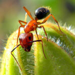 Ameisen retten Artgenossen durch Amputation