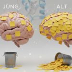 Ernährung bremst Alterung: Mini-Diät stoppt Hirn-Verfall