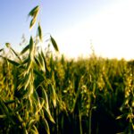 ETH-Studie: Haferprotein hilft bei Eisenmangel doppelt