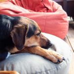 Tiere entwickeln dieselben chronischen Krankheiten wie Menschen