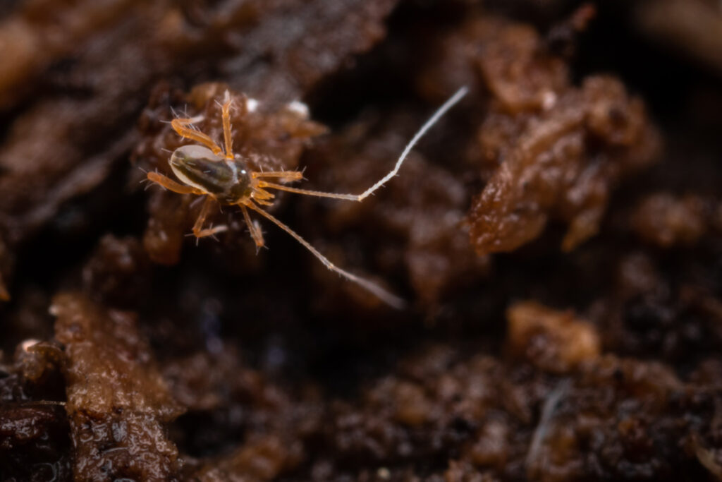 Deutschland Inventur der Biodiversität