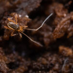 Deutschland Inventur der Biodiversität