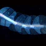 Künstliche Muskeln aus Silikon hören auf Ultraschall-Befehle