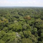 Der Ituri-Regenwald im Osten der Demokratischen Republik Kongo