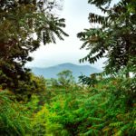 Googles Antwort auf den Energiehunger der KI: Wiederaufforstung